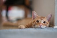 Cats take a different amount of time to get used to using a litter box